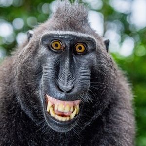 Meet your Posher, Nicholas